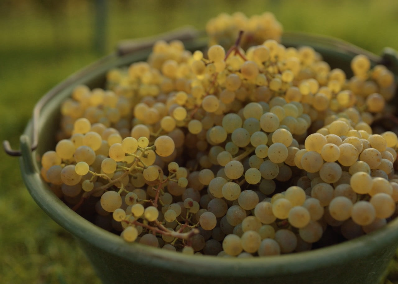 JUWEL Weine | Juliane Eller | Rheinhessen | Wincent Weiss Wein Weissburgunder